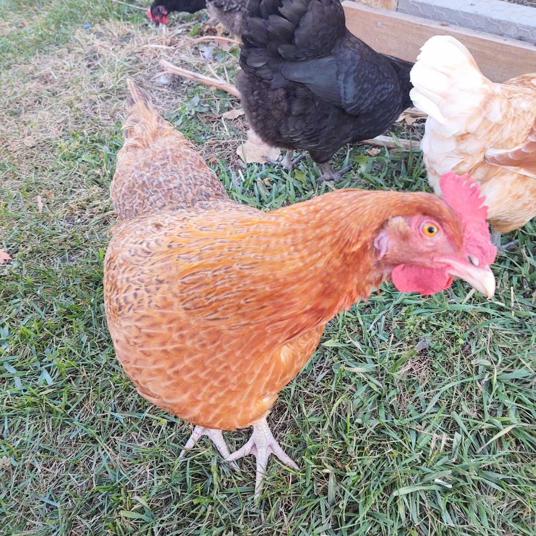 Chicken looking at camera
