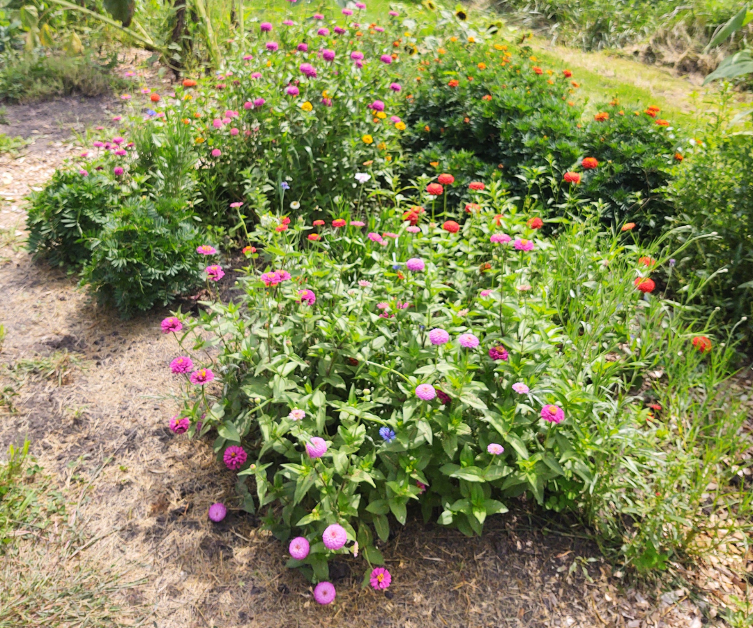zinnias and marigolds