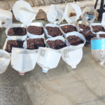 open winter sowing jugs