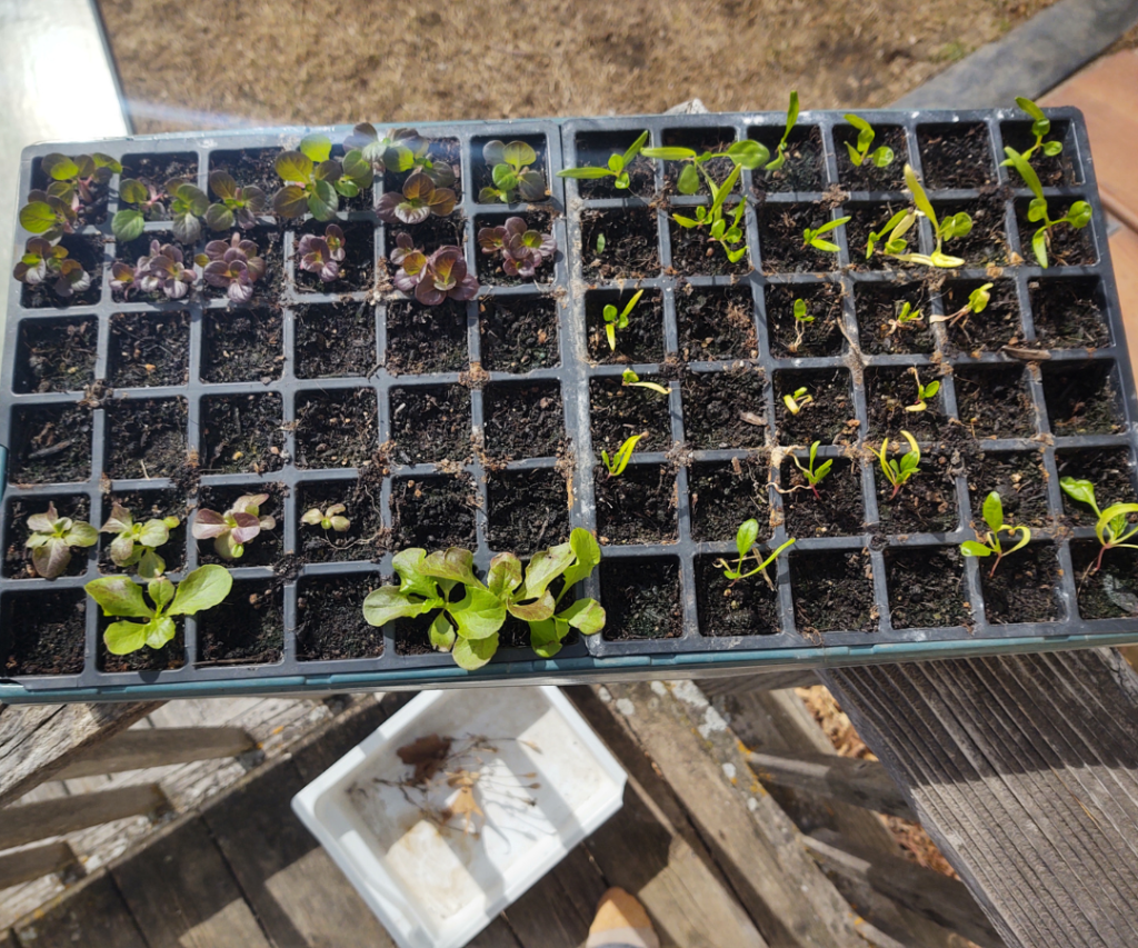 lettuce and spinach seedlings in tray