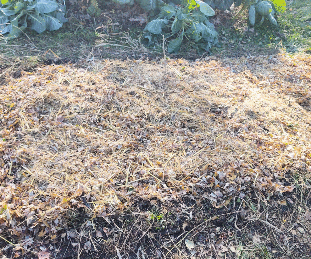 chicken manure and straw added to garden