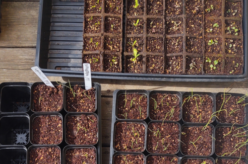 flowers and onions seedlings in trays