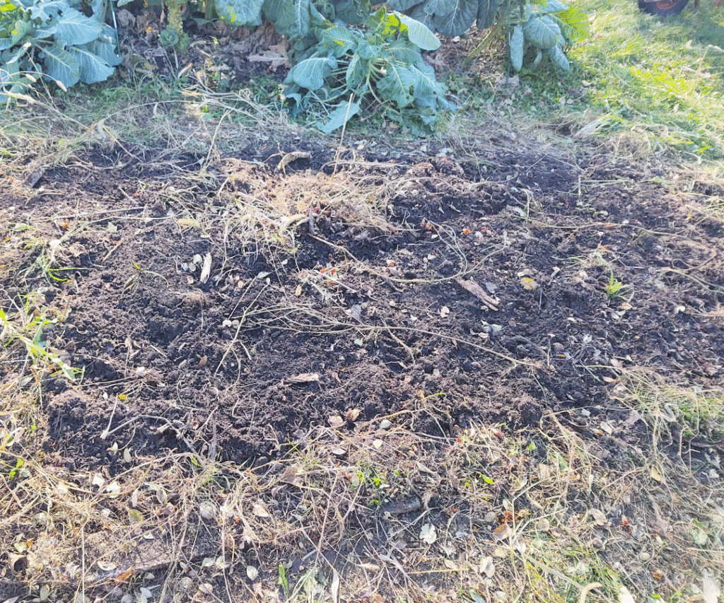 garden at end of season