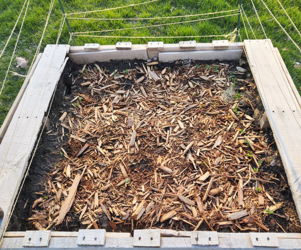 direct sow peas, spinach, turnips and swiss chard