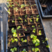 tomato and celery seedlings
