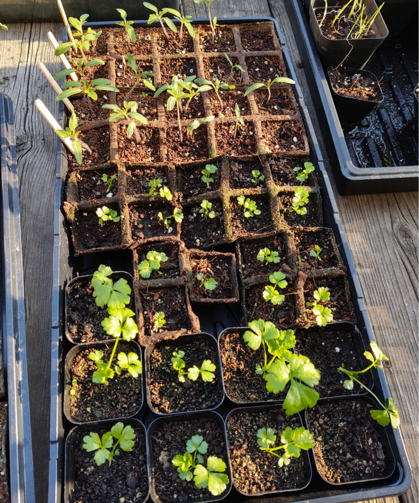 tomato and celery seedlings