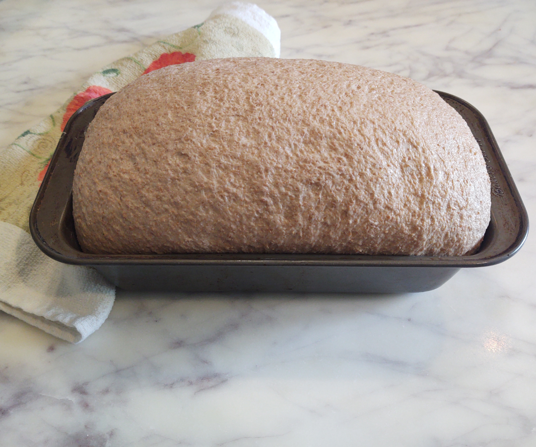 risen sourdough loaf