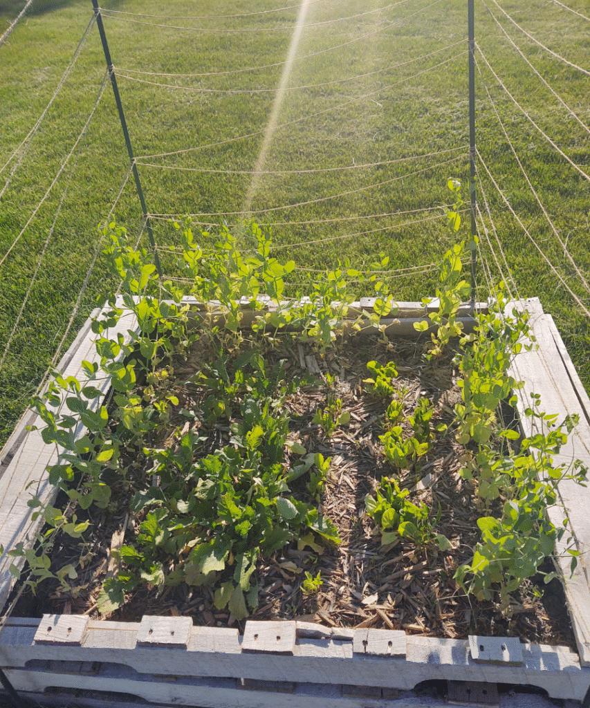 raised bed with peas, turnips, spinach and swiss chard