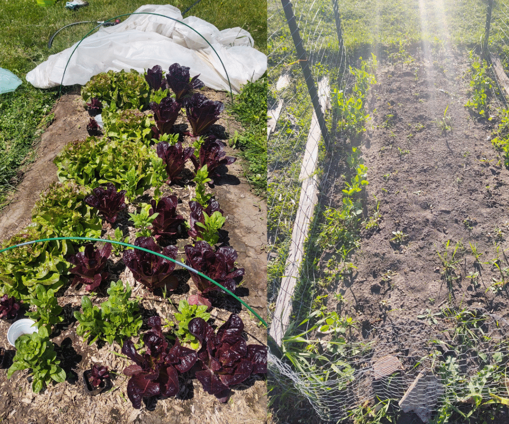 salad and pea beds