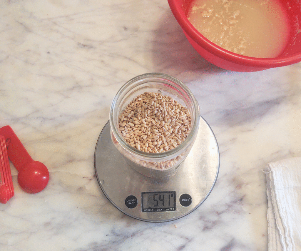 measuring out wheat berries