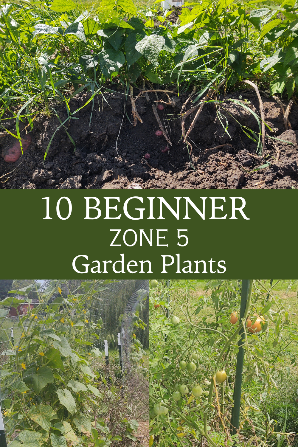 10 beginner garden plants pin 3