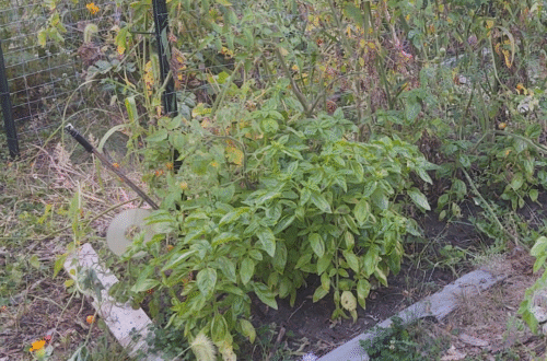 basil and tomatoes