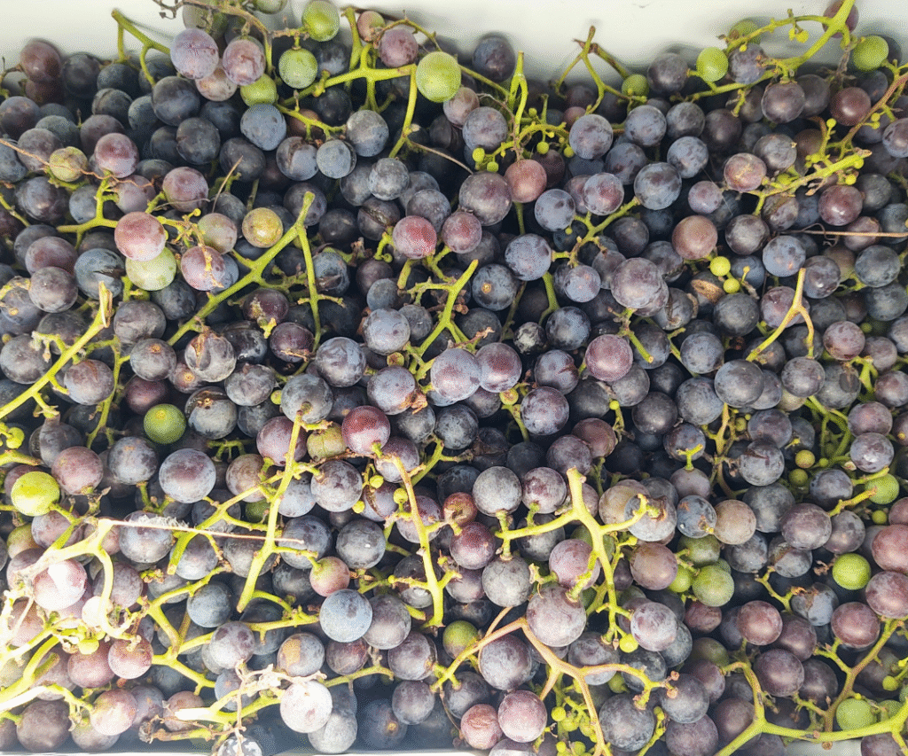 concord grapes in container