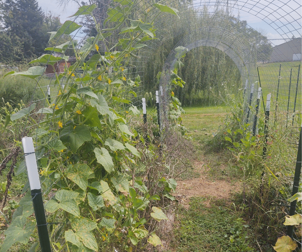 cucumbers and butternut squash growing up trellises