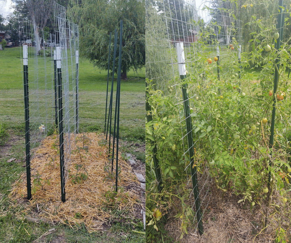 growing tomatoes up fence