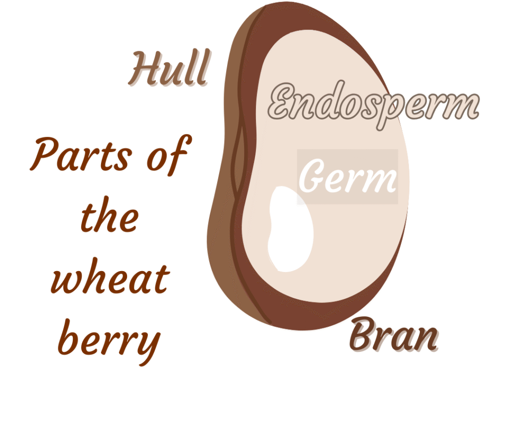 parts of the wheat berry