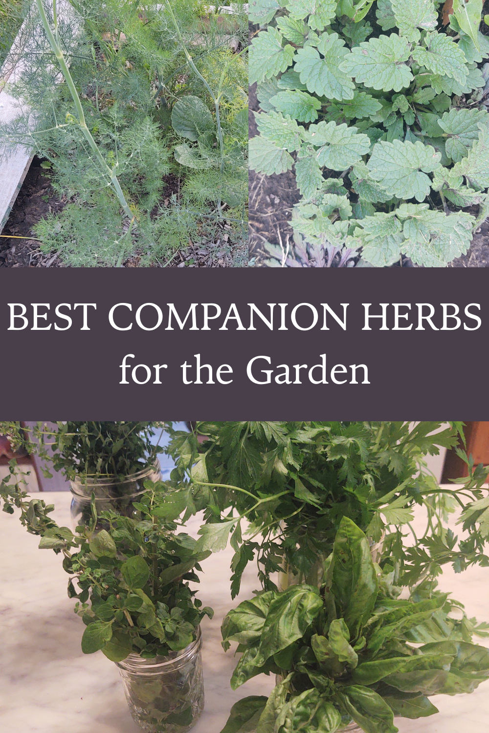 best companion herbs