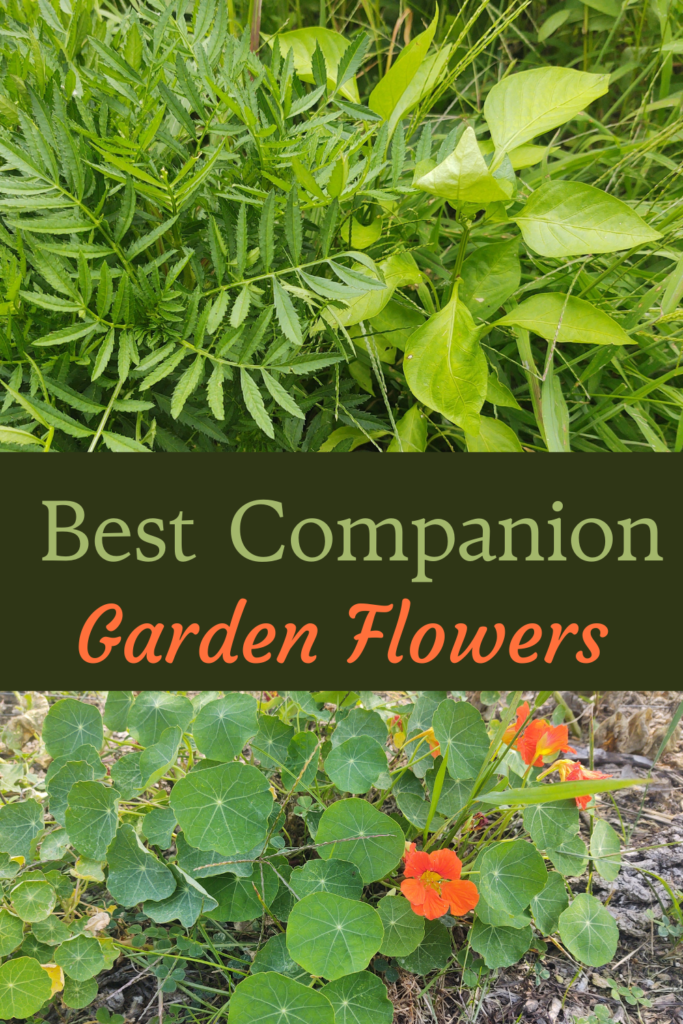 best companion garden flowers pin