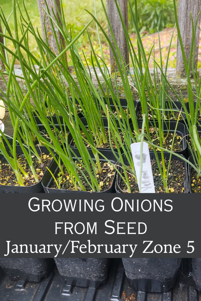 growing onions from seed zone 5 pin