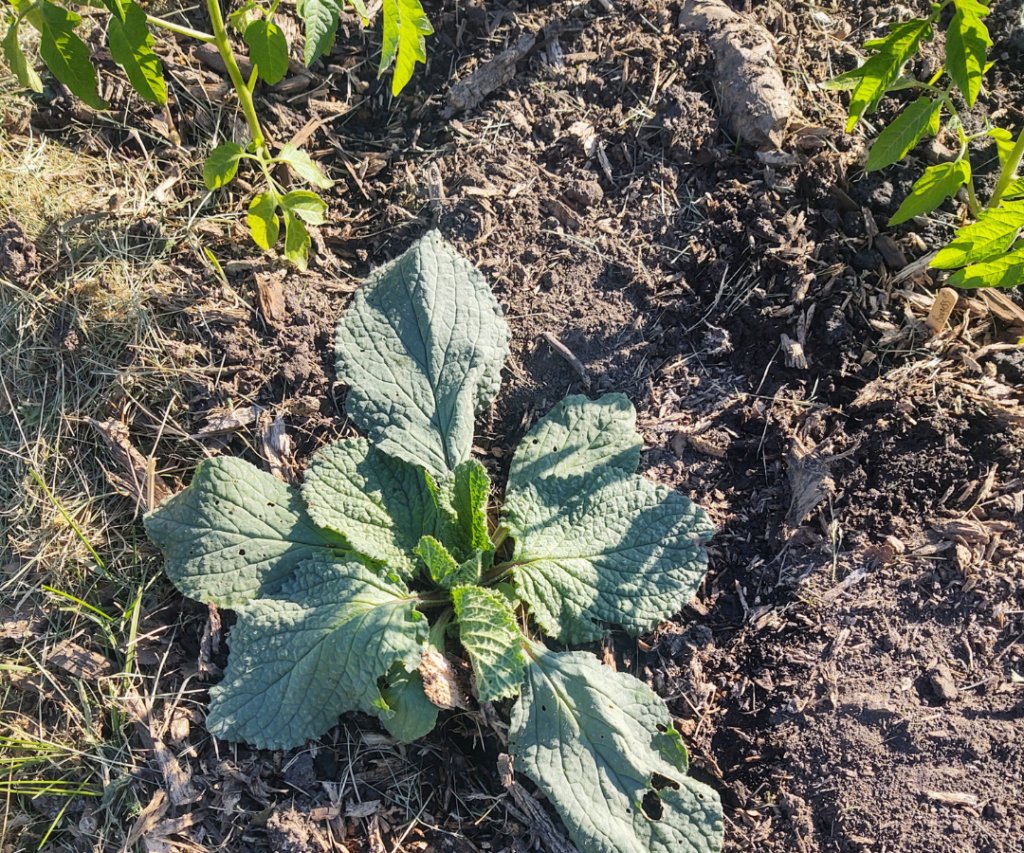 borage by the tomatoes