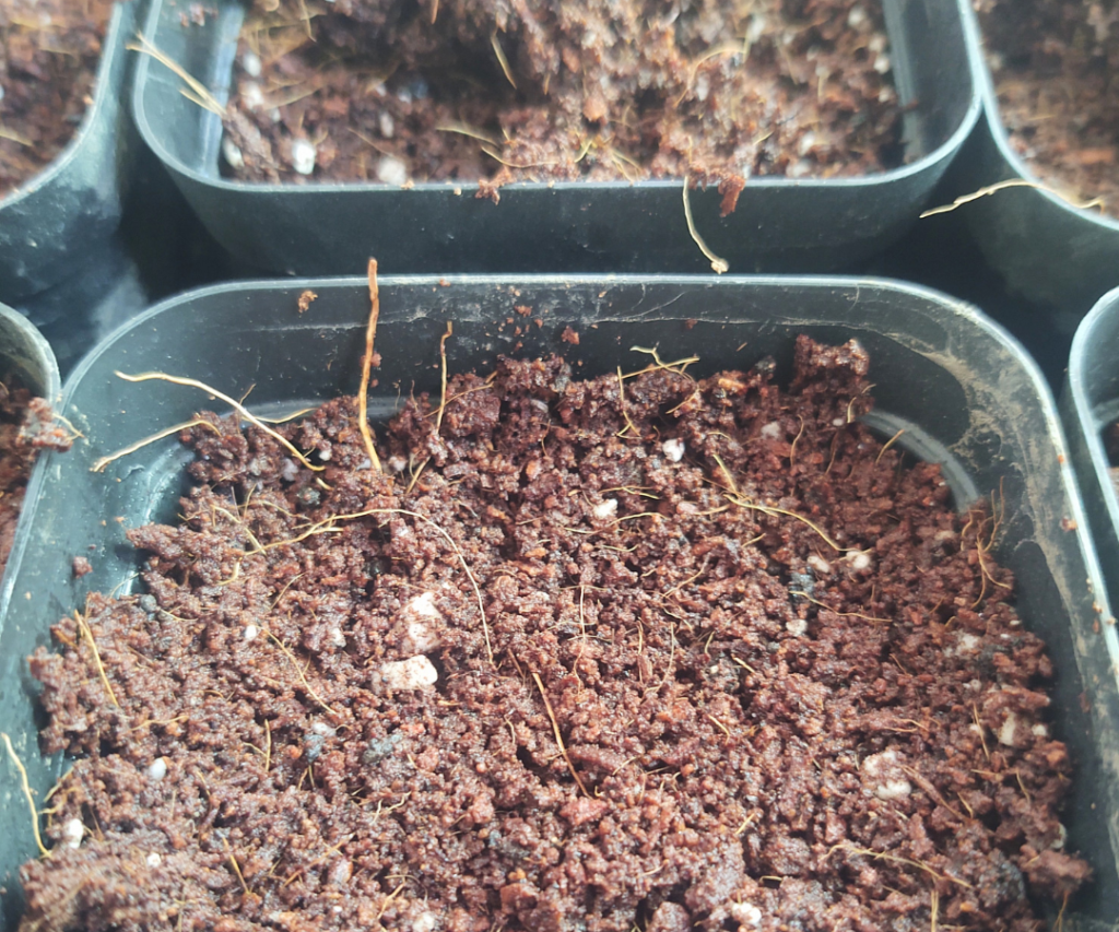 covering seeds with soil