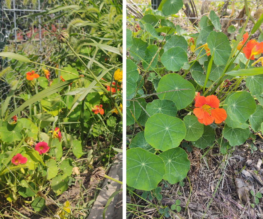 nasturtiums