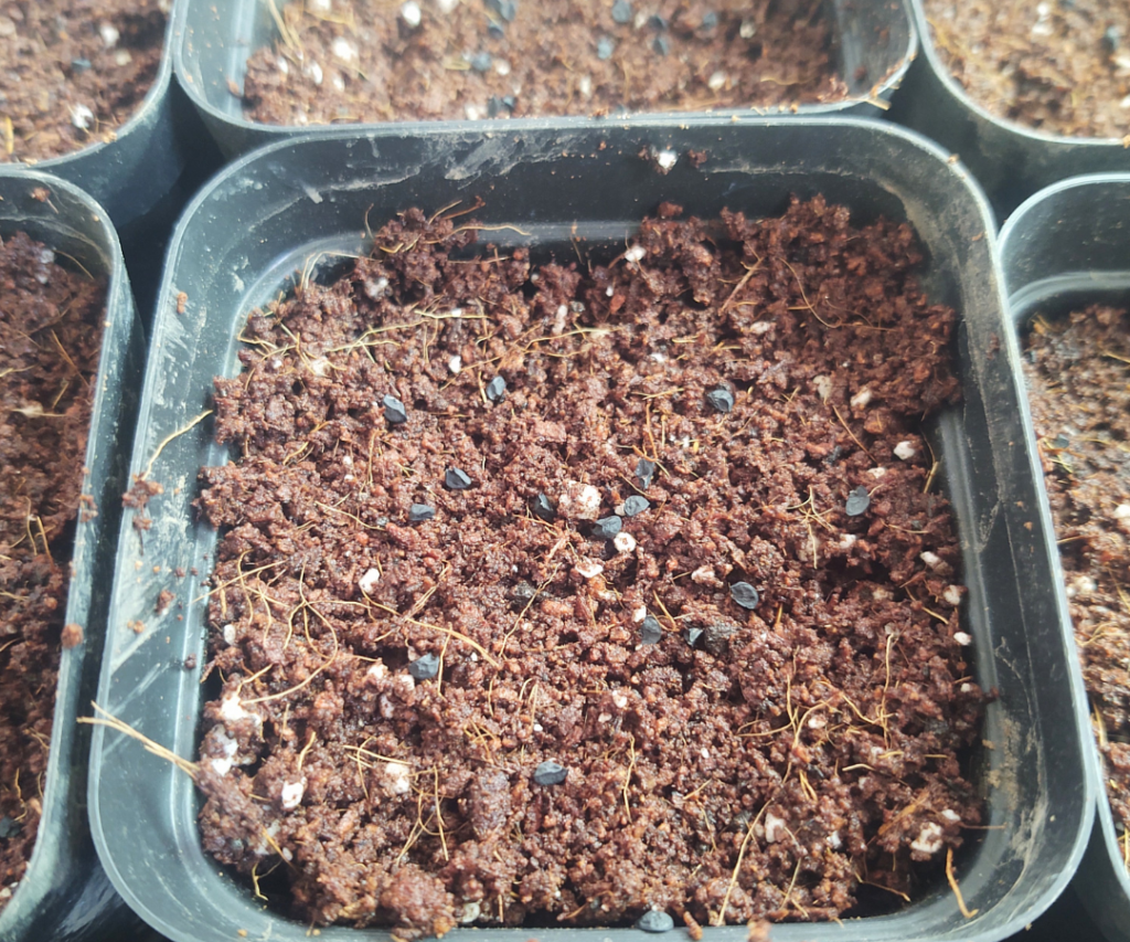 onion seeds to container mix