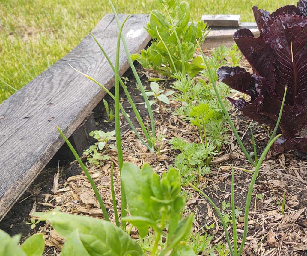 onions and chives by the carrots and salads