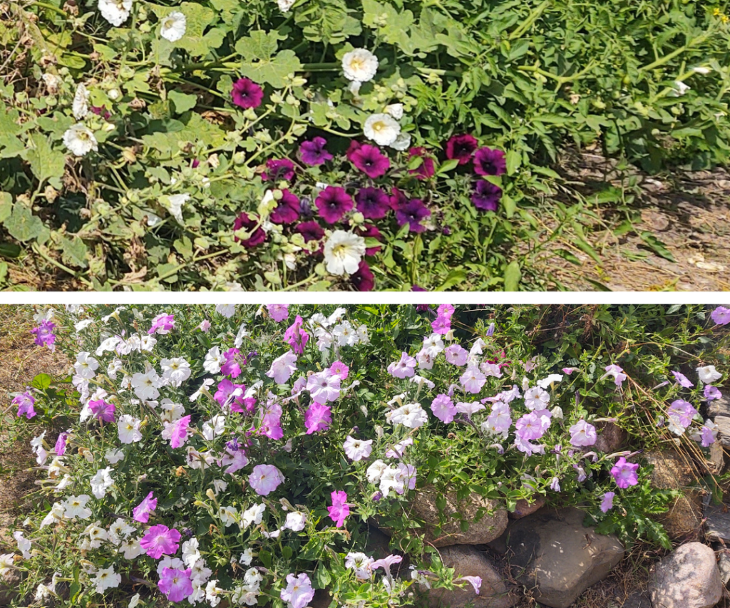 petunias