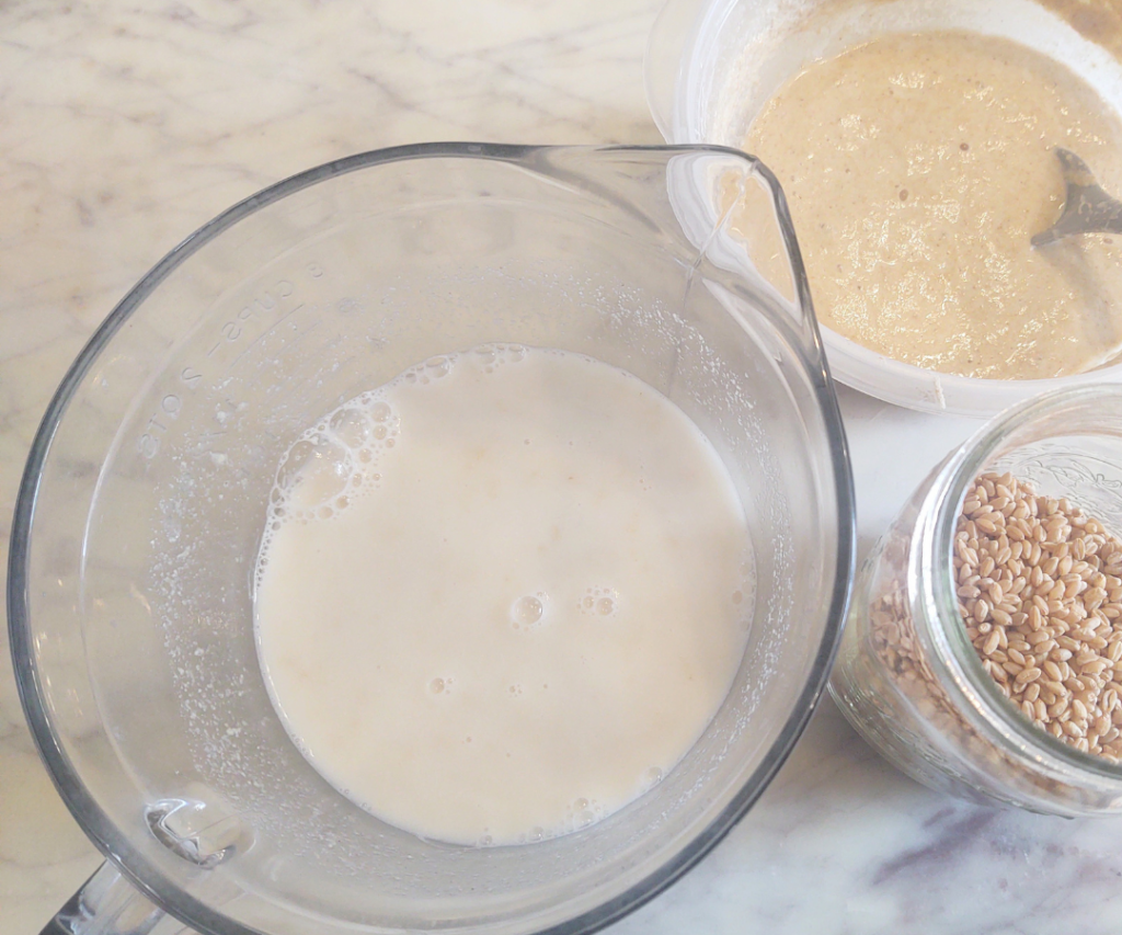 sourdough bagel starter water wheat berries