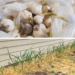 growing garlic starts