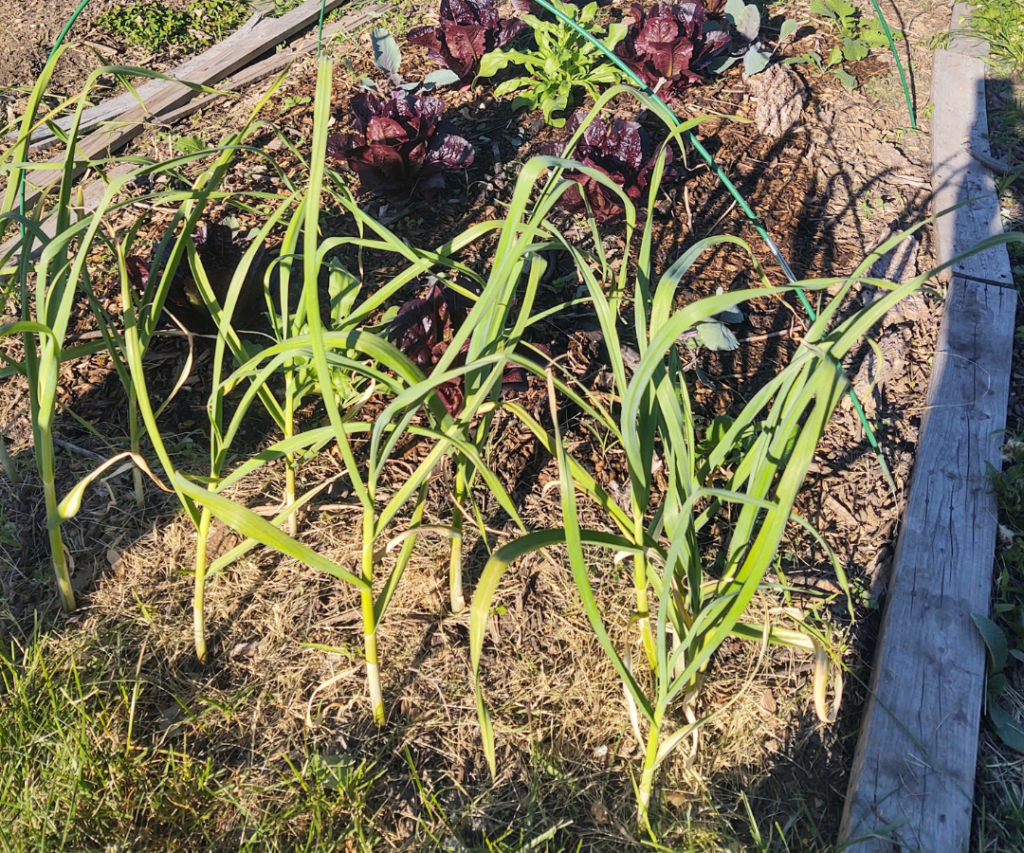 garlic growing with lettuce and cabbages