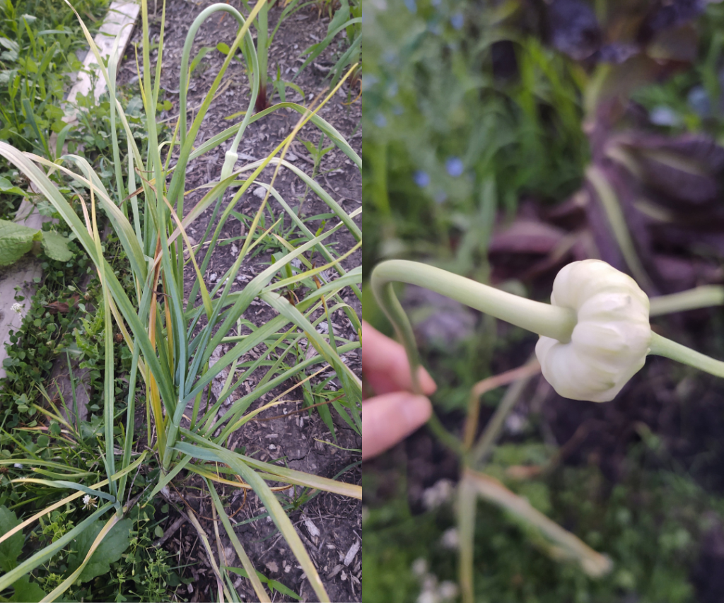 garlic scape
