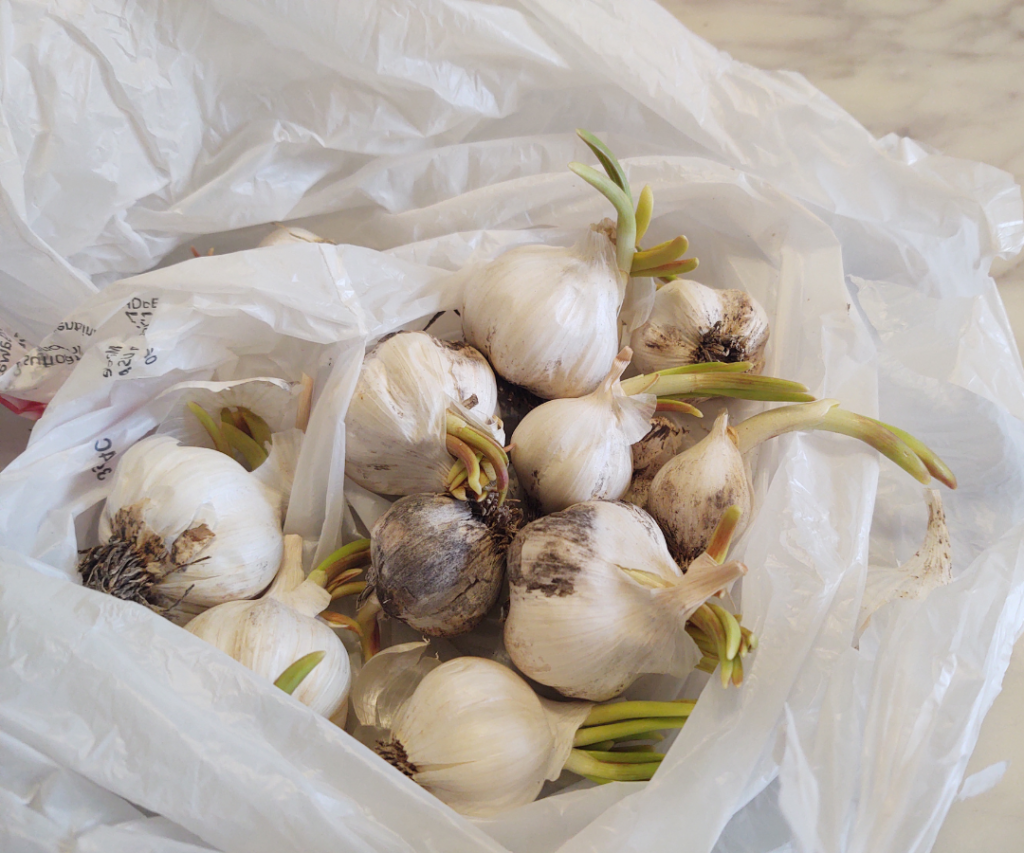 growing garlic leaves in bag