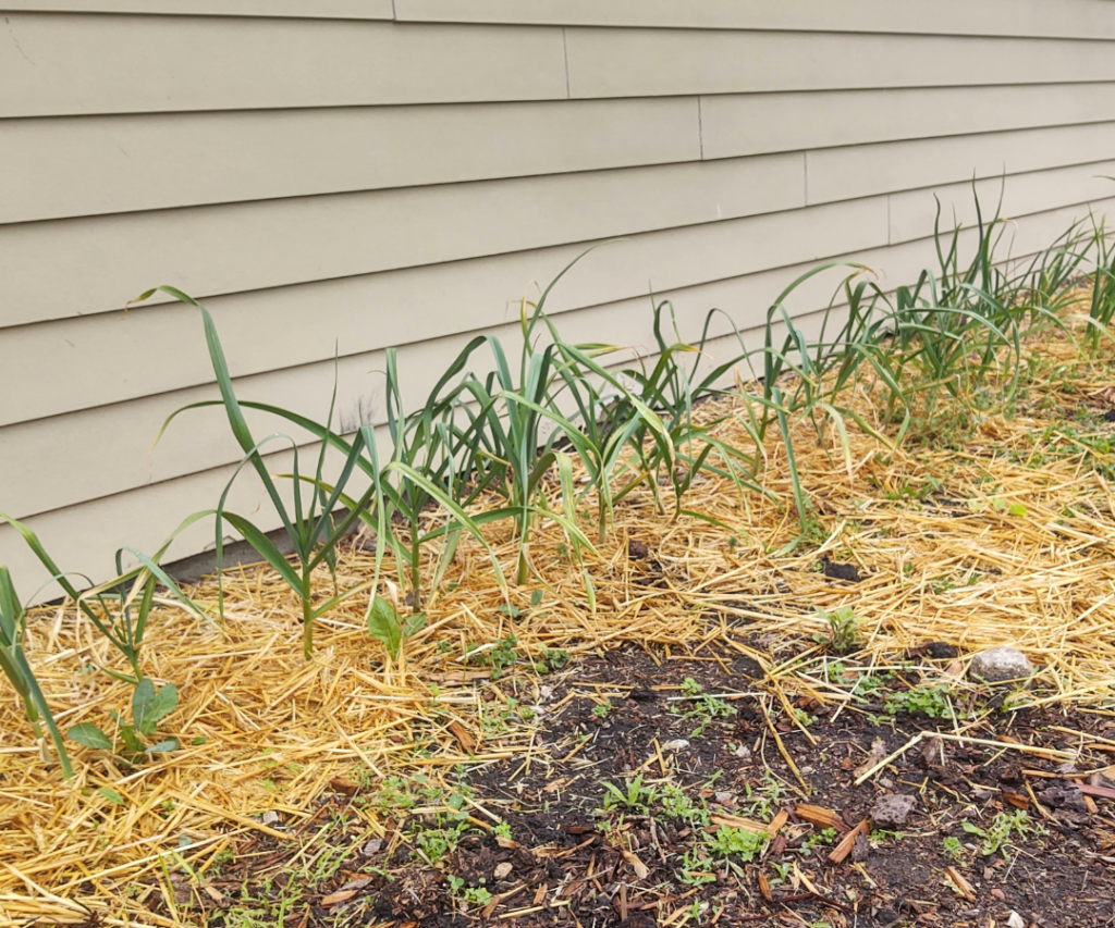 growing garlic plants