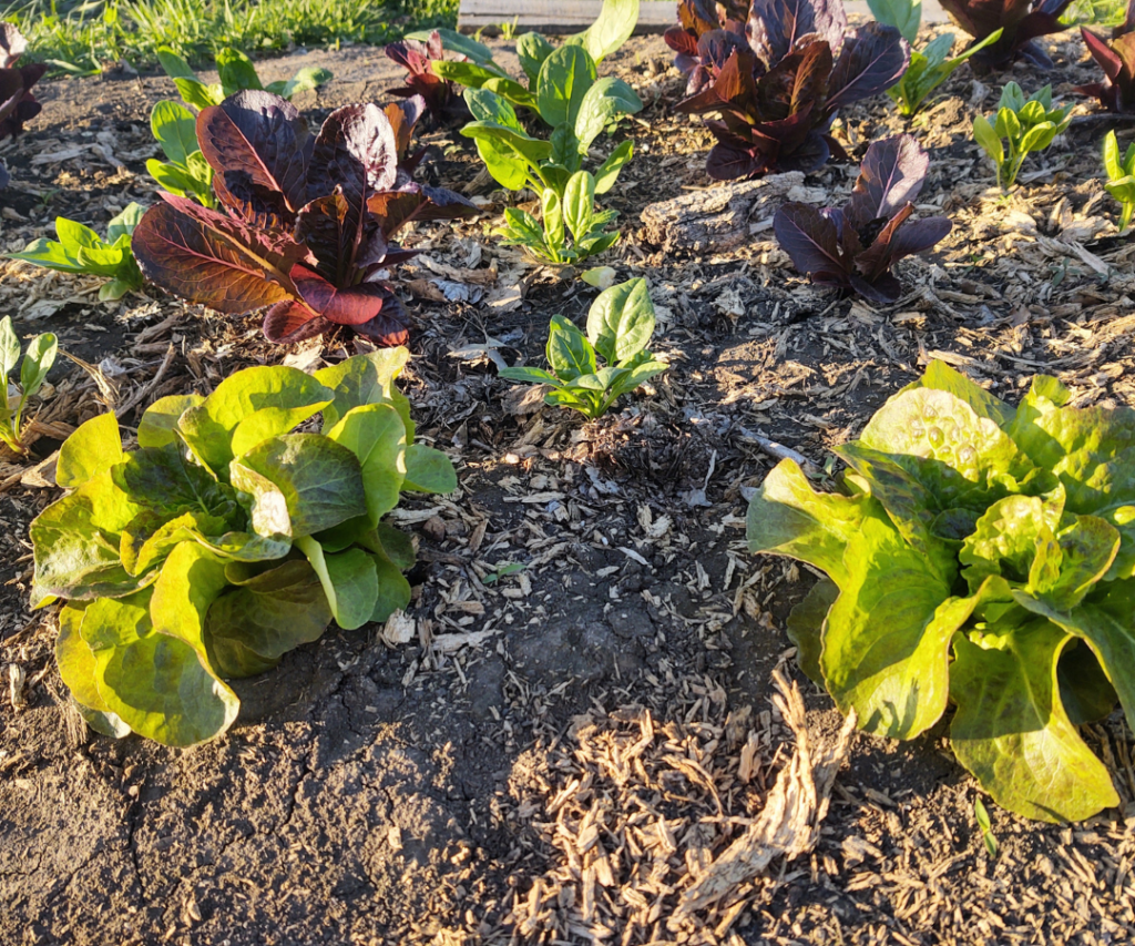 small transplanted lettuce garden