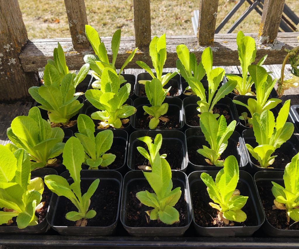 lettuce ready for transplanting