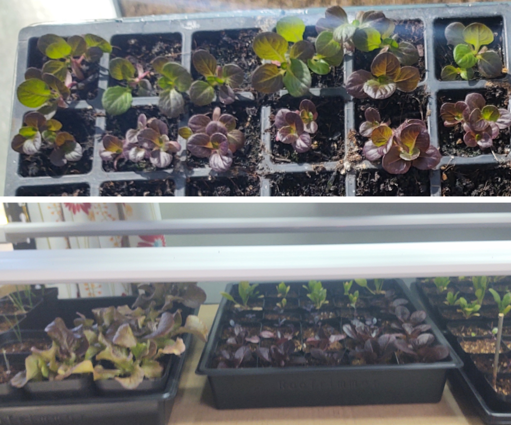 lettuce under grow light