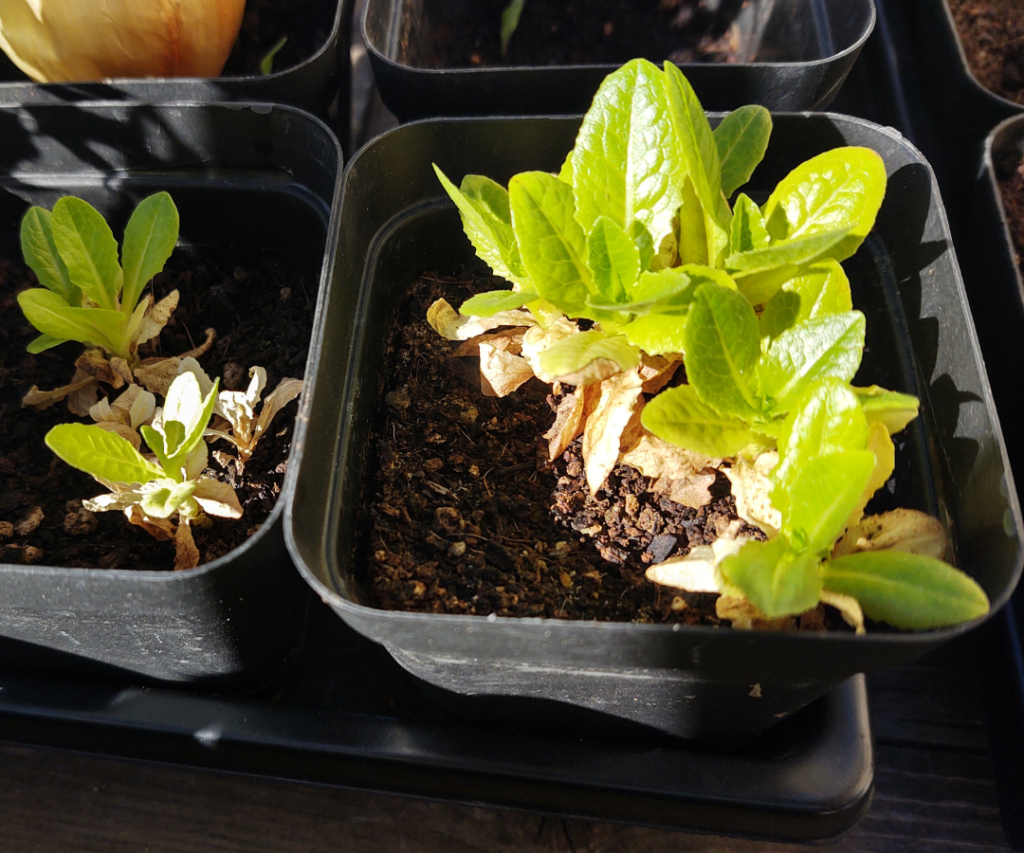many little lettuce seedlings