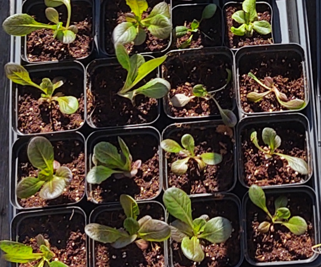 red romaine seedlings