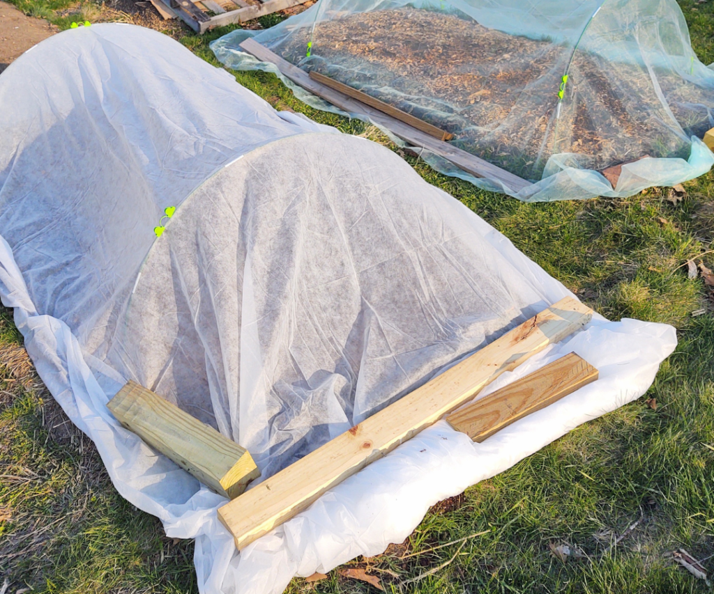 row cover protecting lettuce