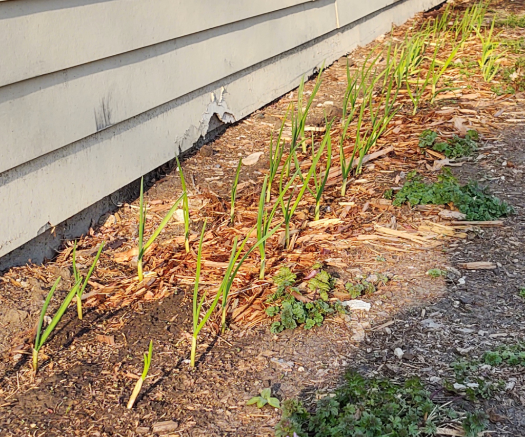 young garlic growing