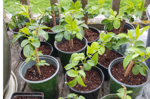 elderberry plants potted up