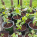 elderberry plants potted up